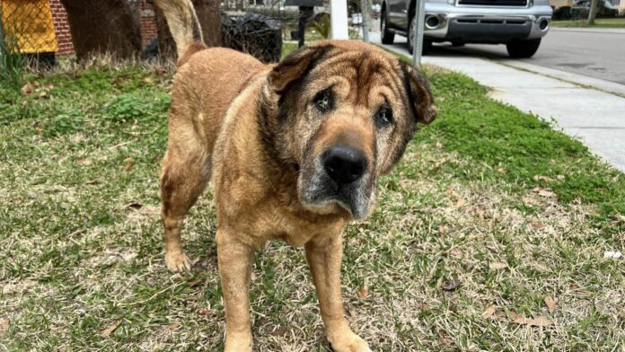 Rescue community joins together to save senior dog with large growth