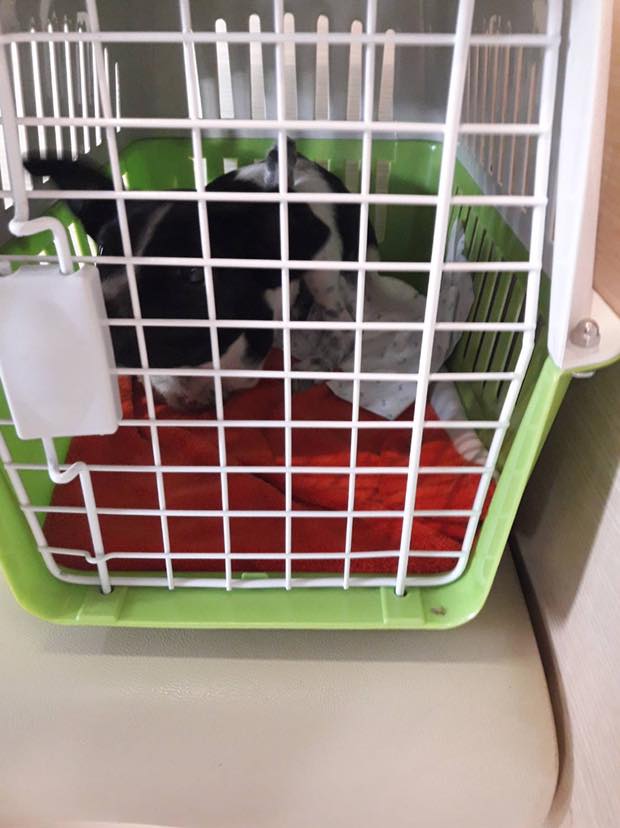 bin-the-puppy