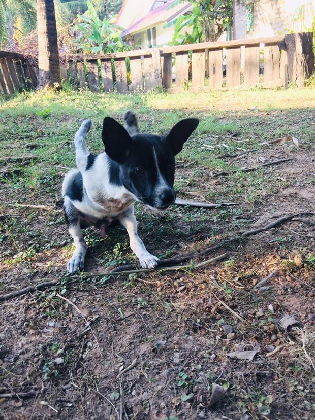 bin-the-puppy2