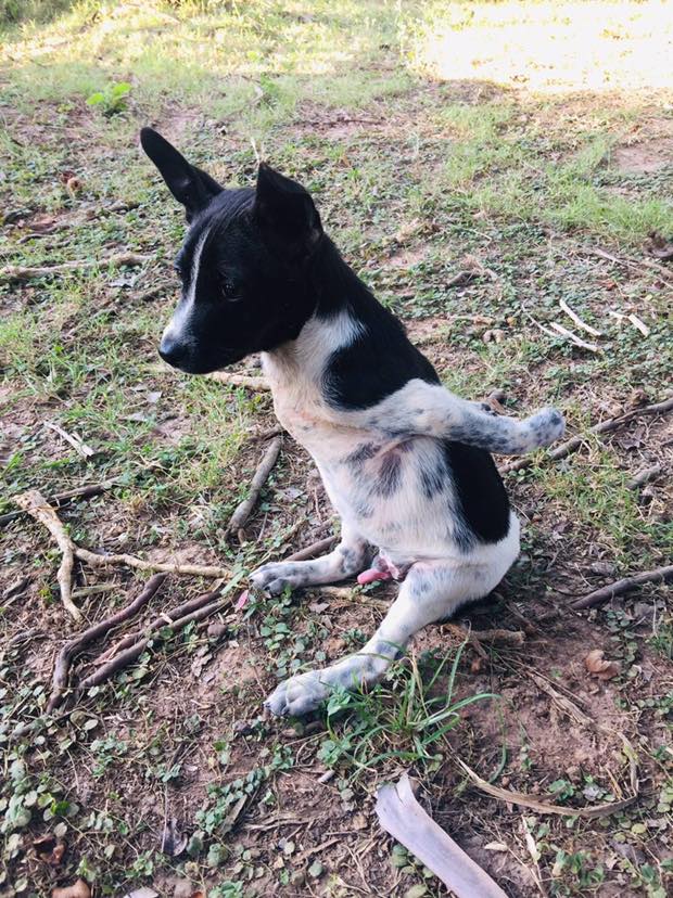 Puppy with rare genetic defect with his front paws backwards defies all odds living his best life