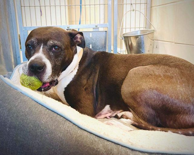 Don’t give up Bindi: 13 year old dog has been at NY shelter for 3 years and yearns for a home
