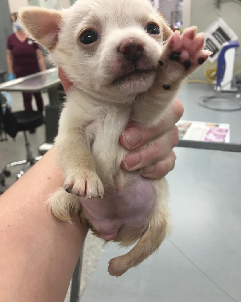 birth-defects-puppy-2-824x1030-1