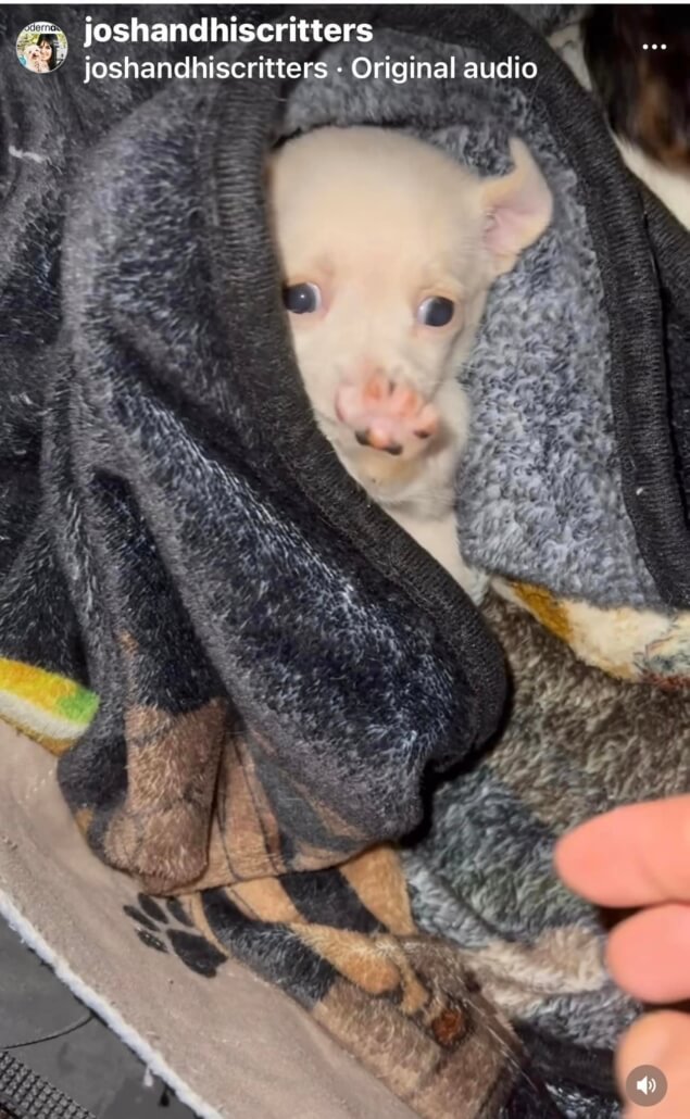 birth-defects-puppy-635x1030-1