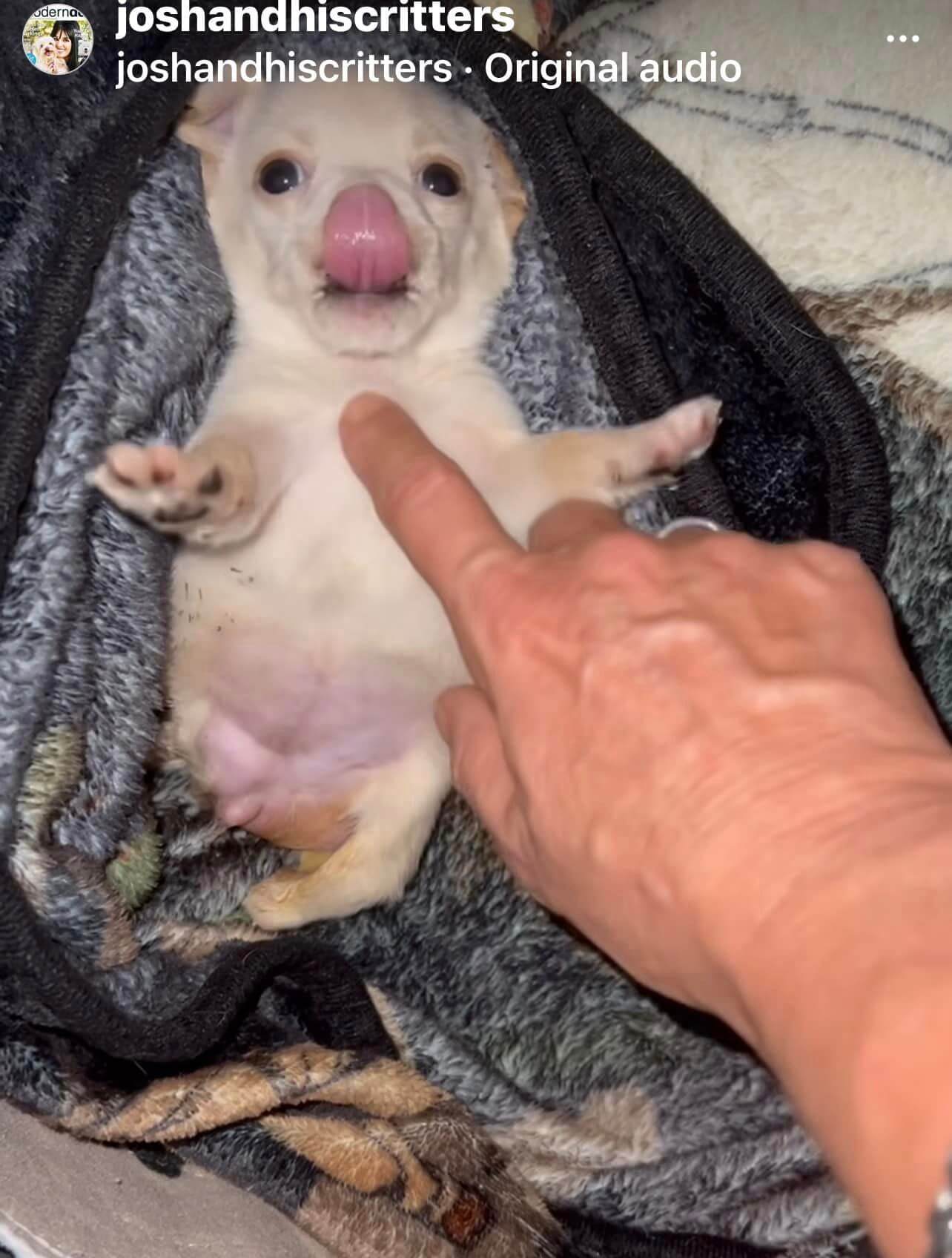 Update on four week old puppy with birth defect found as stray