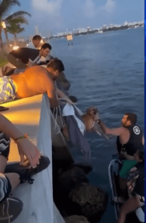 Dog who fell into Biscayne Bay rescued by group of Good Samaritans