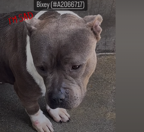 Affectionate girl who loves to roll in the grass stuck in lonely shelter for last 6 months