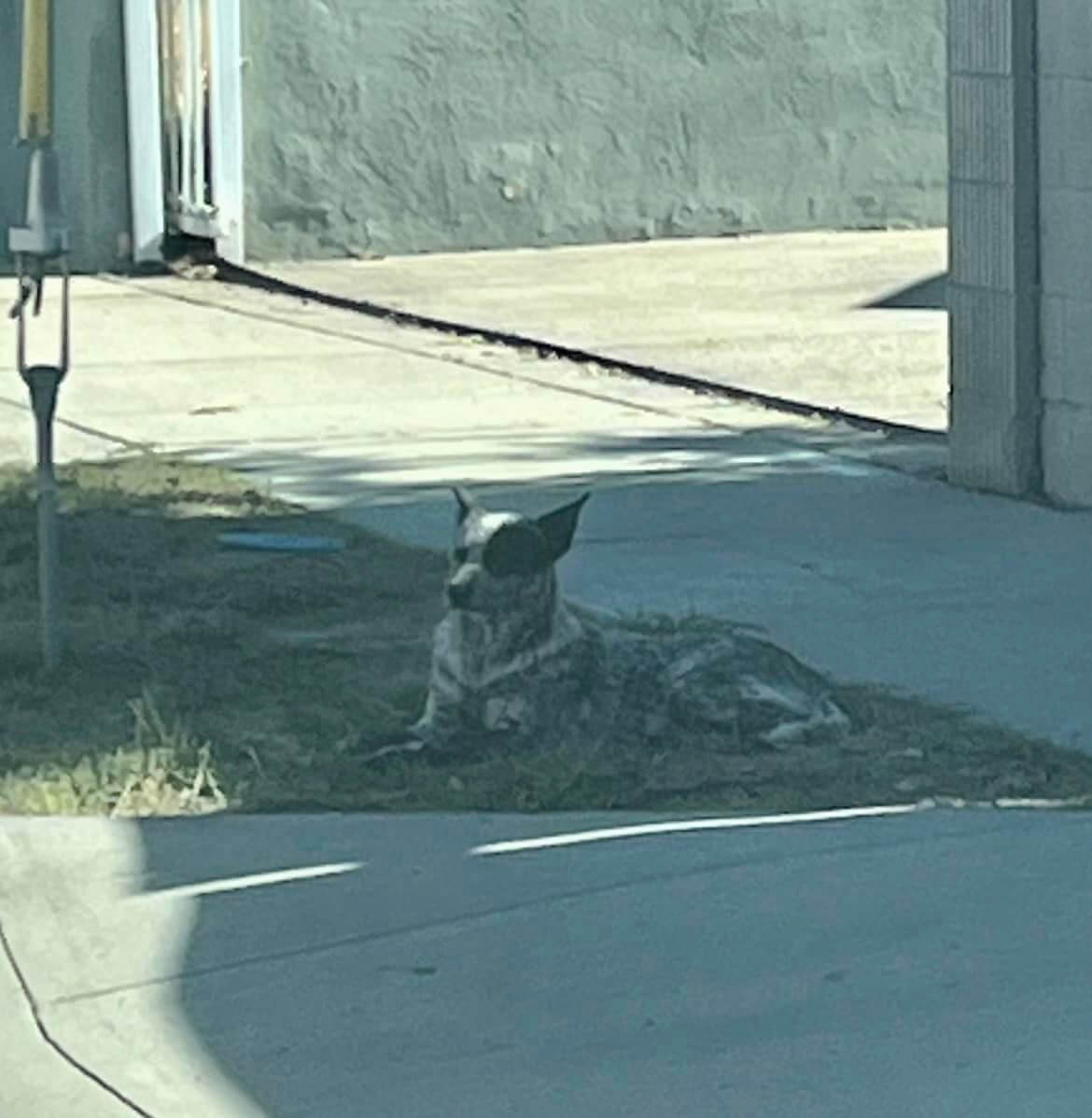 Abandoned dog waited 7 weeks in the spot where he was left for his family who never returned