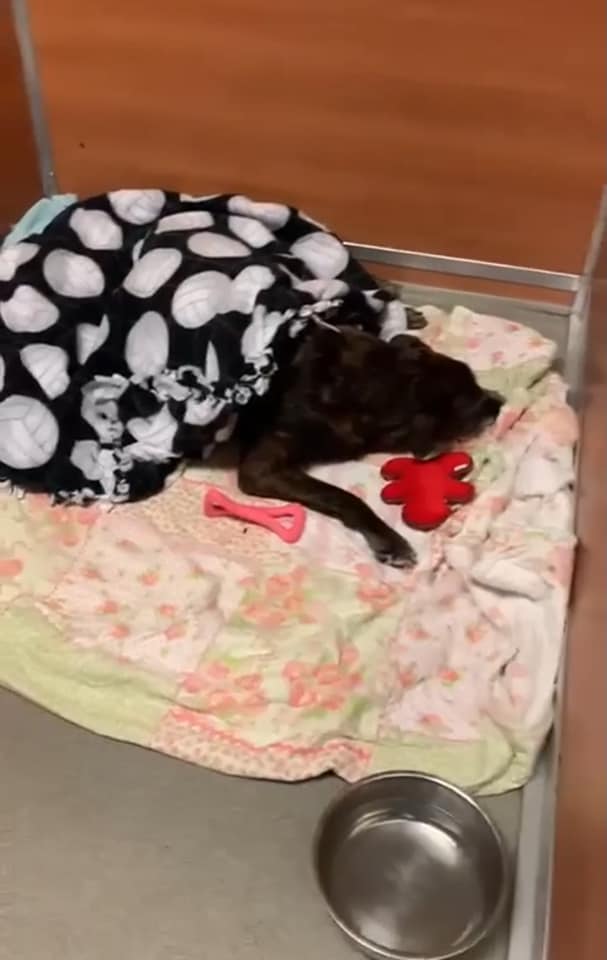 Heartbreaking: 15-year-old confiscated pup slated to be euth’ed