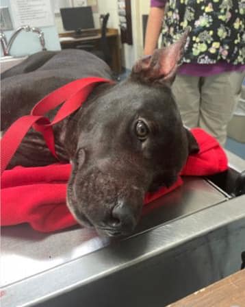 Very friendly and beautiful injured dog found on side of road needs home before weekend