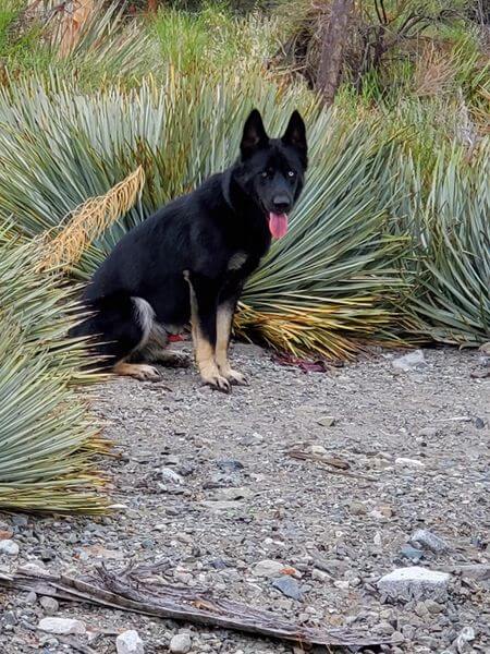 Bonded shepherds abandoned along California mountain pass need rescue help