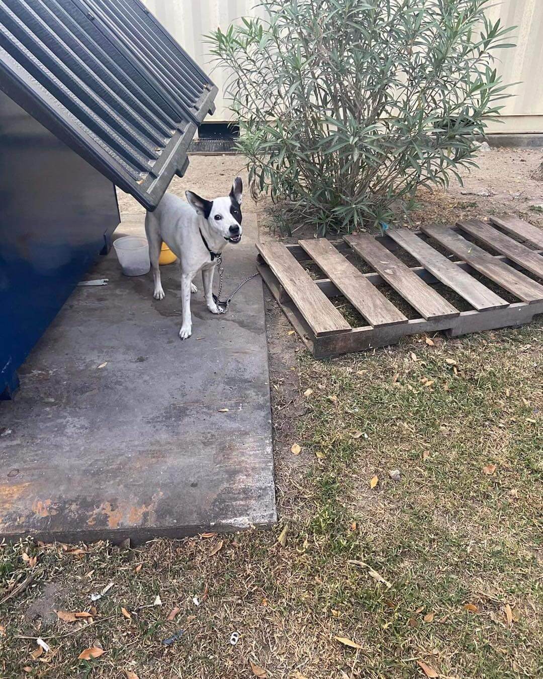 Heartless owner abandoned dog behind dumpster at Dollar Store still wearing his bowtie rhinestone collar