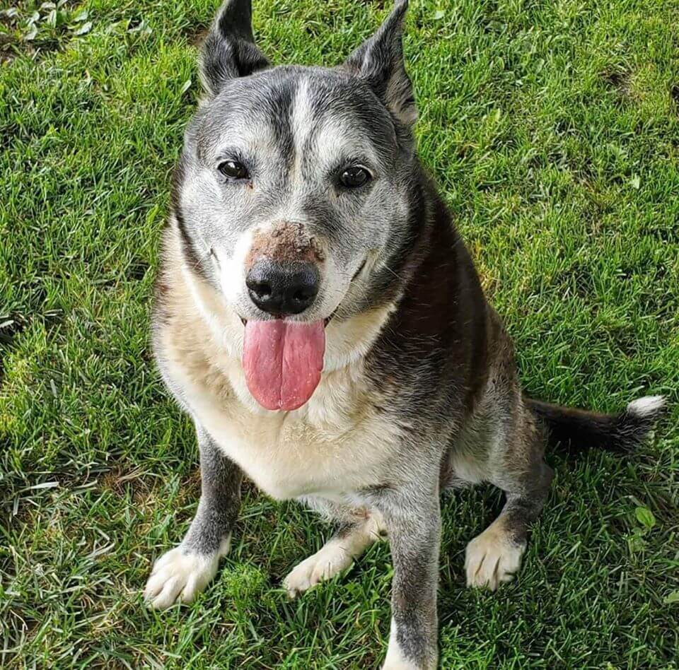 Owner surrendered senior dog to shelter because no time to secure yard