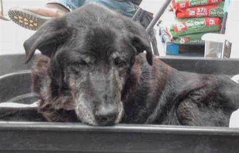 Senior dog surrendered to overcrowded shelter in wheelbarrow