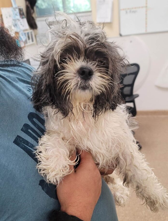 Frightened pup left tied to bench outside rescue organization with heartbreaking note