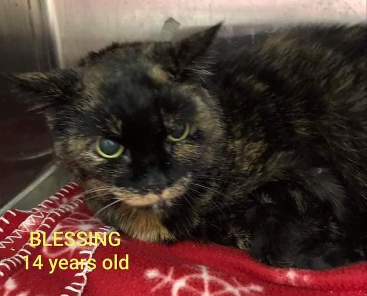 Broken hearted senior cat left at shelter after her owner went to nursing home