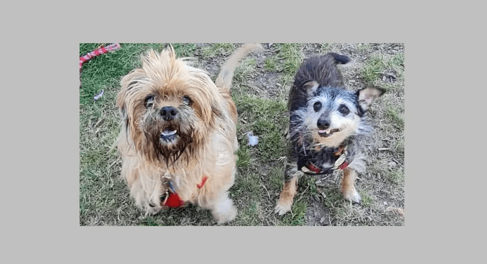 Blind dog and her tiny ‘guide dog’ hoping for new home together