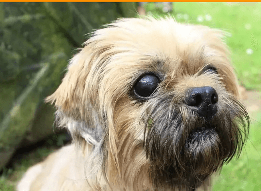 blind-and-guide-dogs1