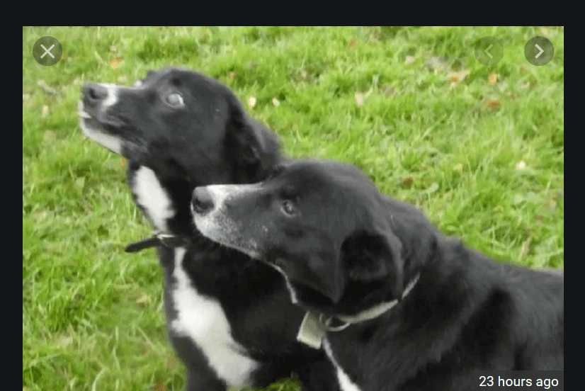 Blind border collie and his best friend left tied in the woods