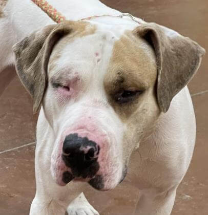 ‘We can dream’: Bonded pair of blind Catahoula hounds need loving home