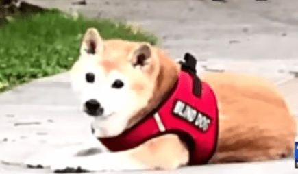 Blind dog stolen 1