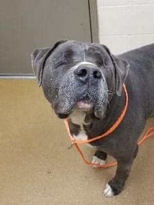 Blind dog surrendered