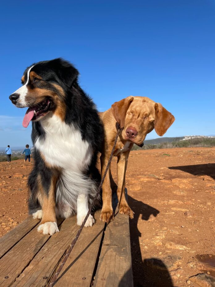 Adopted blind dog’s best friend is also his guide dog
