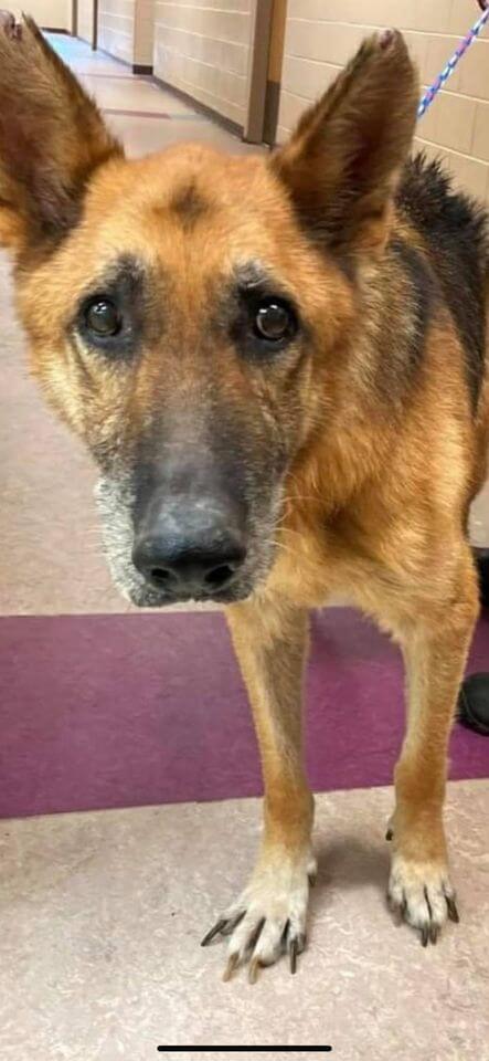 Blind bewildered senior German shepherd tossed away like trash