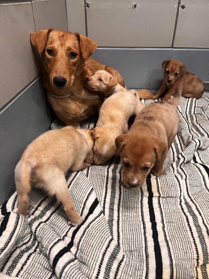 Mom and her babies have ‘deadline’ at Houston kill shelter
