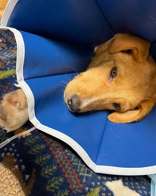 Five-month-old puppy who likely chewed his leg off to free himself from steel trap slowly recovering