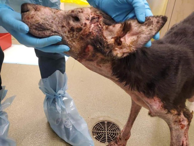 Update on emaciated puppy rescued from rural Texas shelter