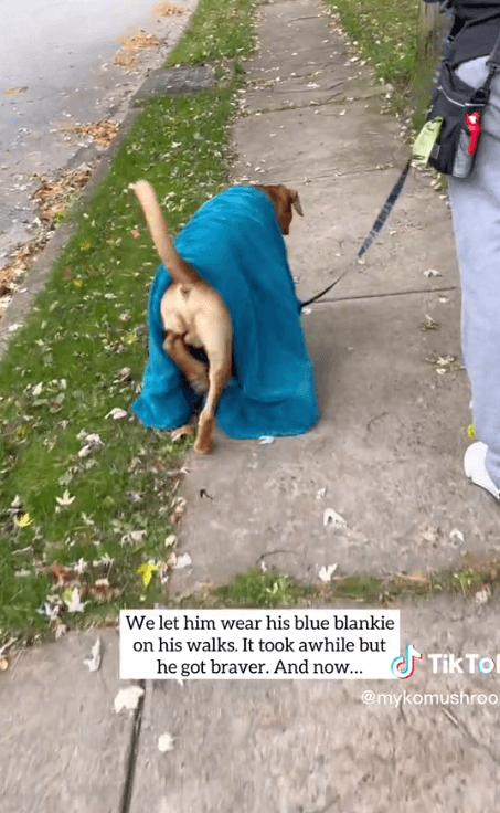 blue-blanket-dog-1