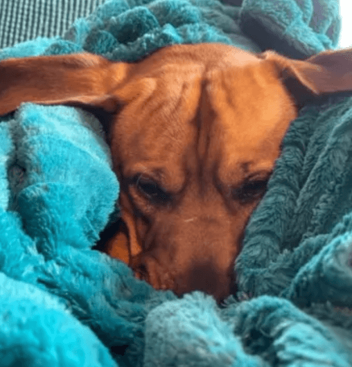Rescue pup gains his confidence from carrying around his blue ‘support blankie’