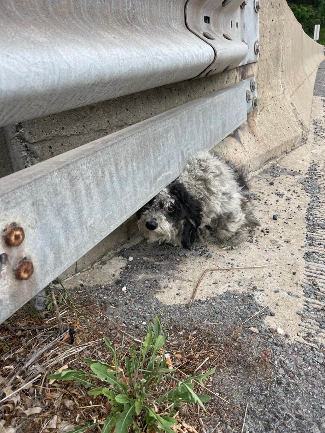 Terrified abandoned pup huddled under guardrail on expressway