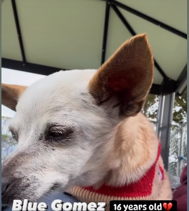 This is enough to break anyone’s heart: 16 year old Chihuahua at shelter