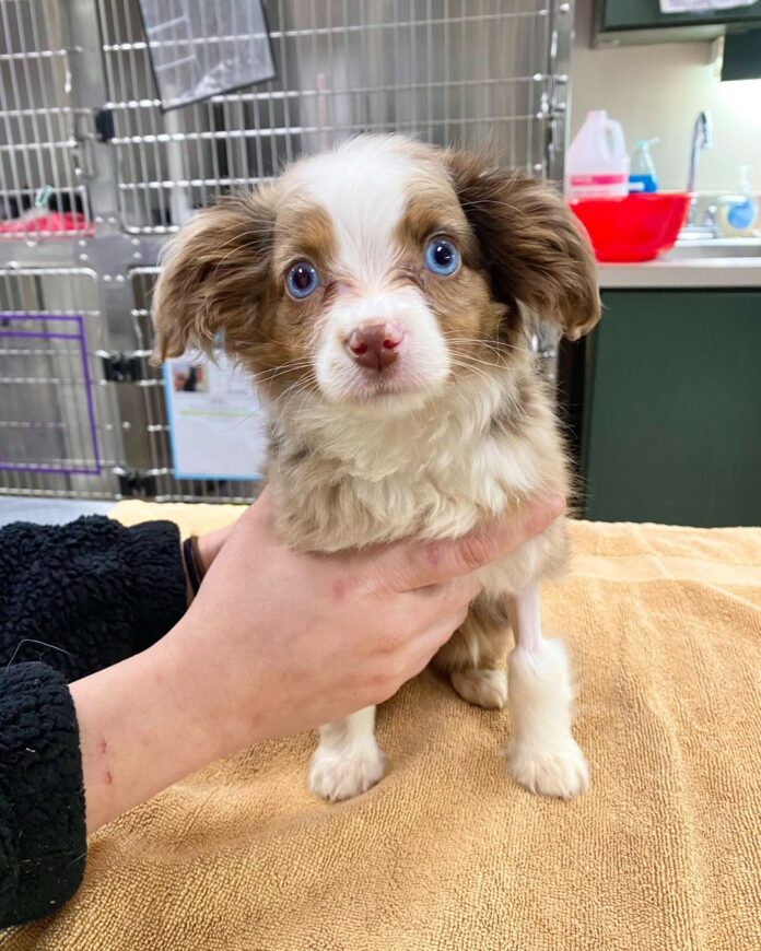 Owner facing eviction surrendered starving puppy hoping his life could be saved