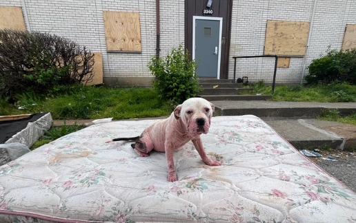 Sweetest dog waited for help outside boarded up apartment on discarded mattress