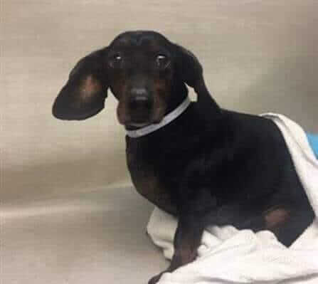 Terrified little dog surrendered to shelter with his wheelchair