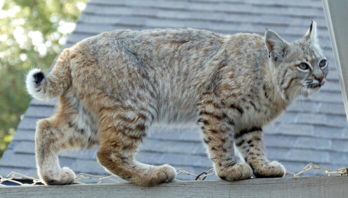 Bobcat Pixabay