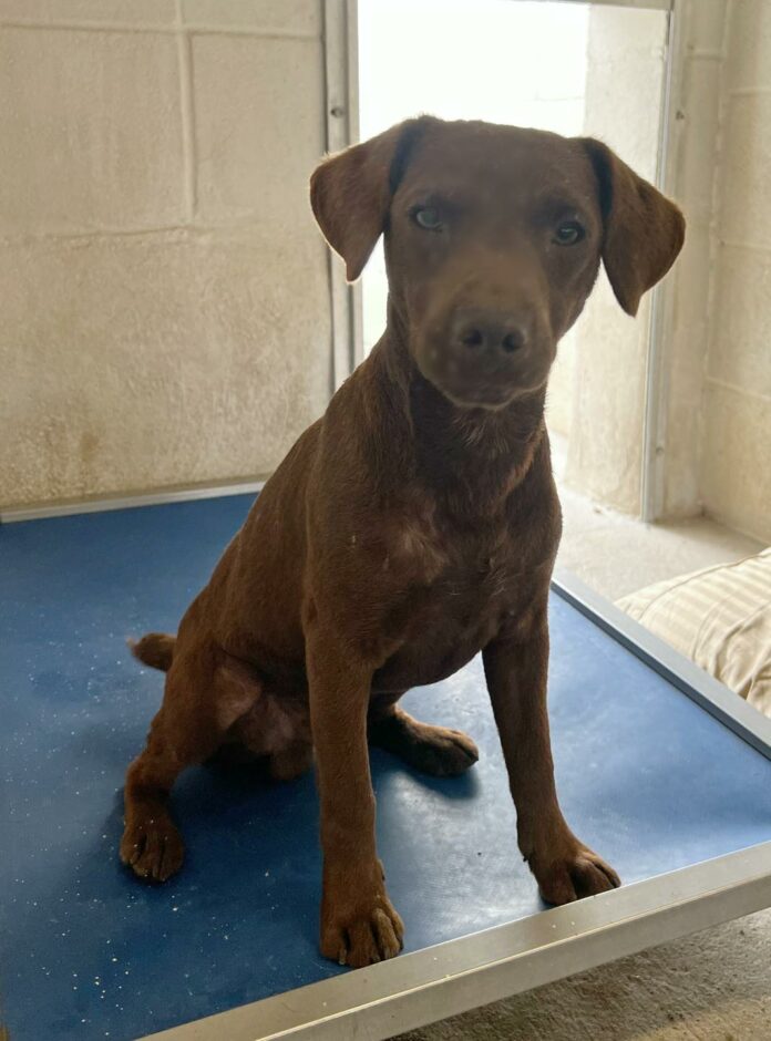 Puppy abandoned in corn field about to be euthanized at overcrowded Texas shelter