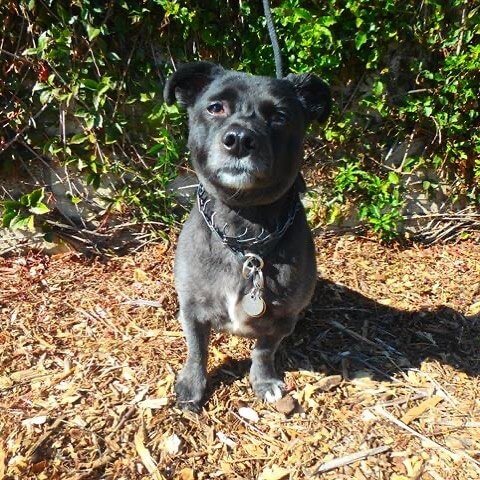 Woman surrendered ‘reactive’ dog to shelter but then his prong collar was removed