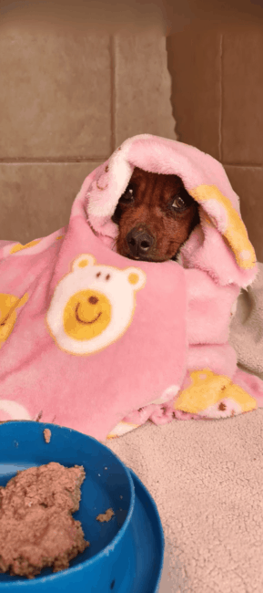 Update: News is promising for skeletal little Dachshund dumped at shelter in rusted bucket