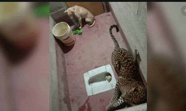 Dog trapped in bathroom with leopard for 7 hours miraculously escaped
