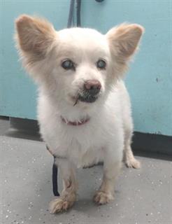 Senior Pomeranian back at shelter at 13-years-old and came in as a stray