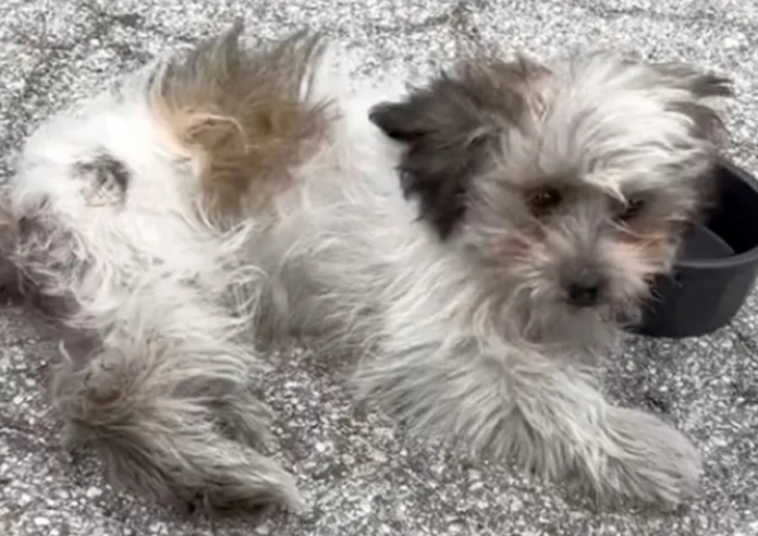 ‘BonBon’ hid in car’s engine and survived a 30-mile car ride