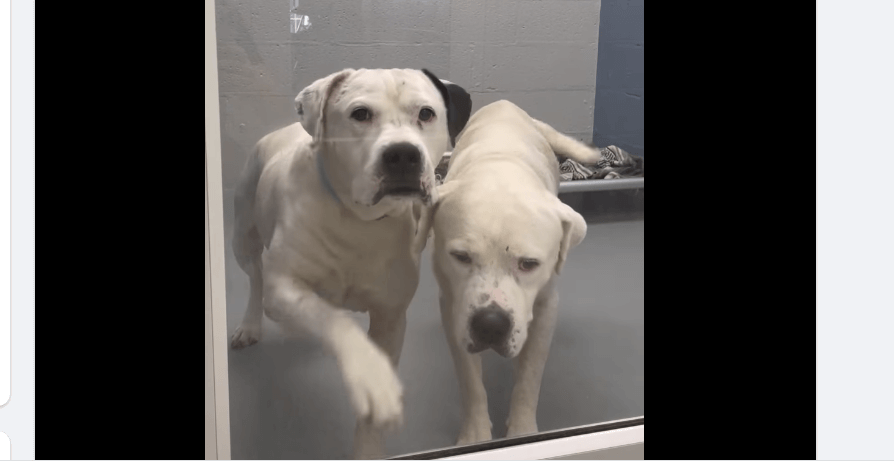Sweetest, bonded friends have terminal cancer, and need a home together