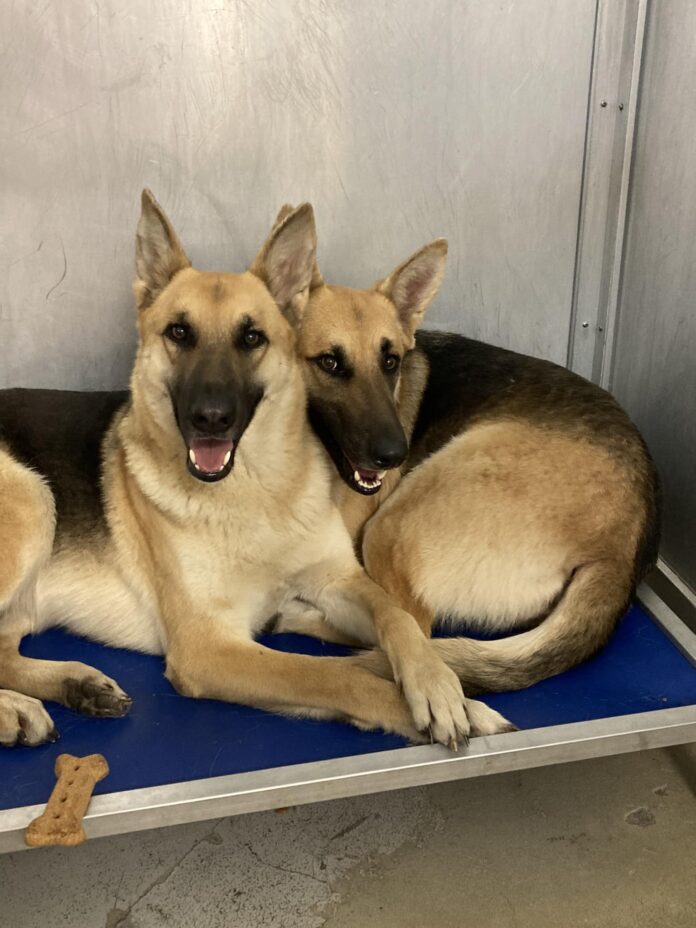 Bonded and absolutely beautiful German shepherds surrendered to Fort Worth shelter
