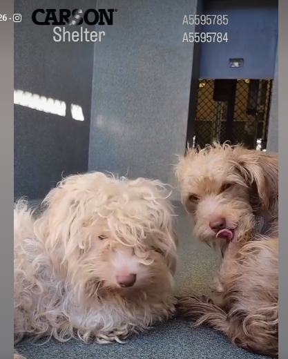 Bonded pair abandoned by their owners need help quickly