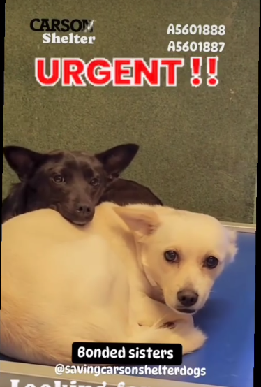 Frightened bonded sisters only have each other at overcrowded California shelter and our hearts are breaking