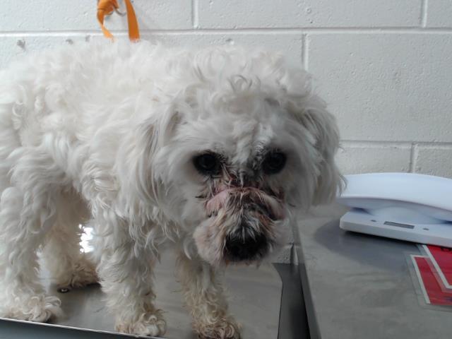 Heartbreaking experience for tiny poodle with his muzzle intentionally tied attacked by large dog