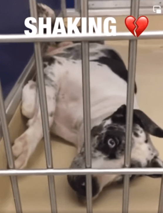 ‘Bonnie’ is very stressed and in urgent need of rescue from Miami shelter